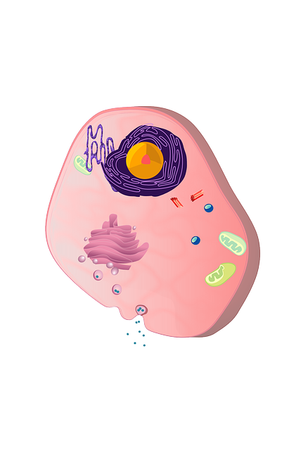 细胞 细胞核 Plasmosome - 免费矢量图形