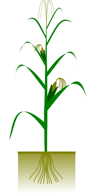 玉米 农业 生物学 - 免费矢量图形
