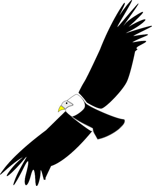 秃鹫 鸟 清道夫 - 免费矢量图形