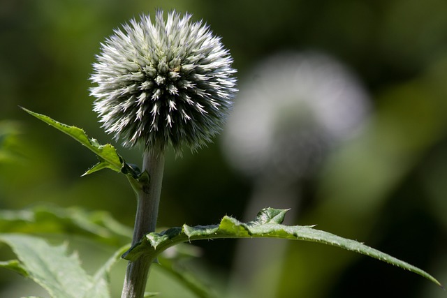 球蓟 Echinops 复合材料 - 上的免费照片