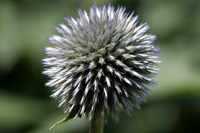 球蓟 Echinops 复合材料 - 上的免费照片