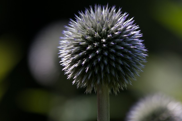 球蓟 Echinops 复合材料 - 上的免费照片