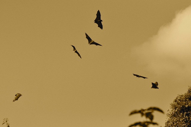 蝙蝠 飞行 飞 - 上的免费照片
