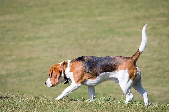 比格犬 狗 犬类 - 上的免费照片