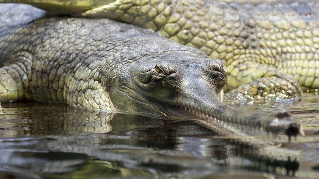 Gavial 鄂 鳄鱼 - 上的免费照片