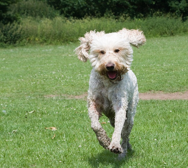 Goldendoodle 狗 快乐的 - 上的免费照片