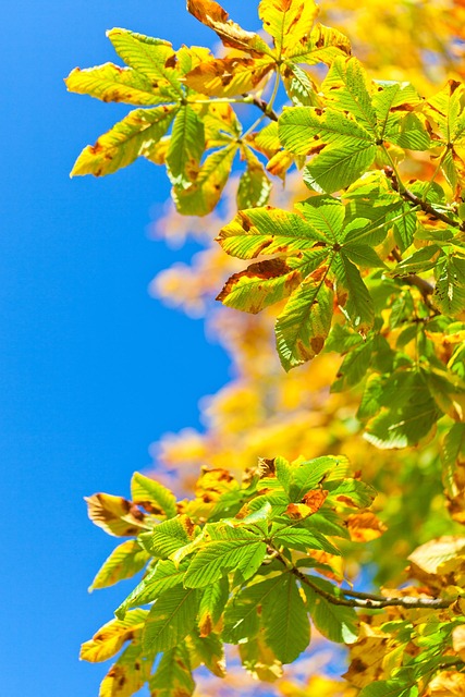 马板栗树 七叶树 橡树树 - 上的免费照片