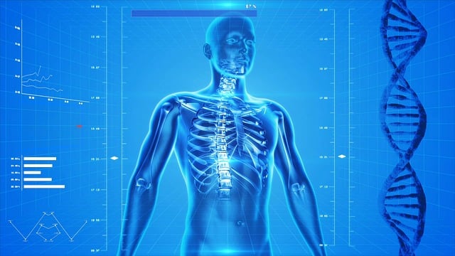 人体骨骼 人的身体 解剖学 X - 上的免费图片