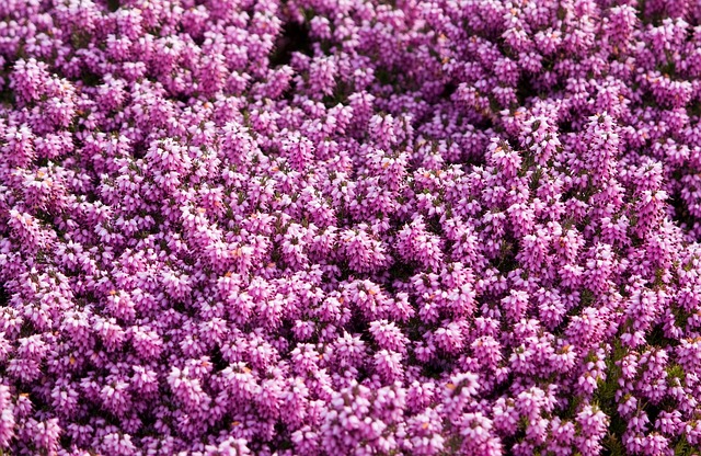 粉色的 花朵 花的 - 上的免费照片