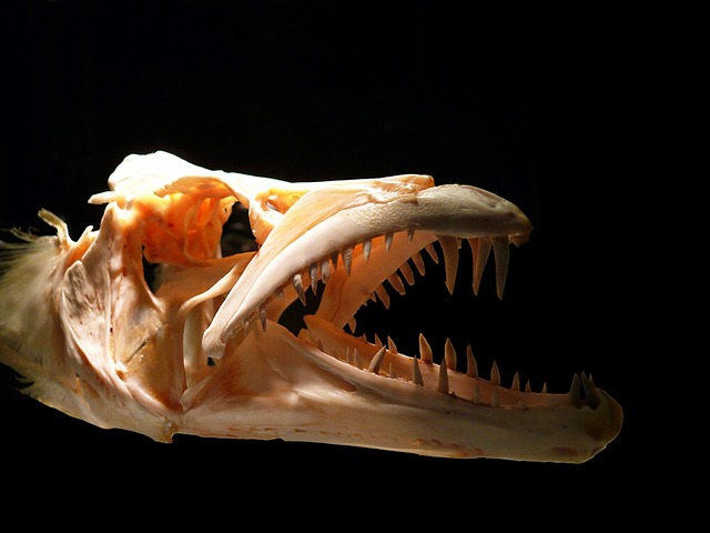 颅骨 捕食者 牙齿 - 上的免费照片