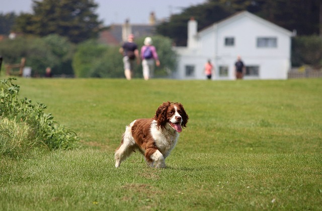 史宾格犬 英语史宾格犬 施普林格 - 上的免费照片