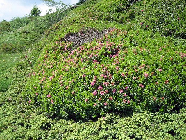 高山玫瑰 阿尔姆劳施 山花 - 上的免费照片