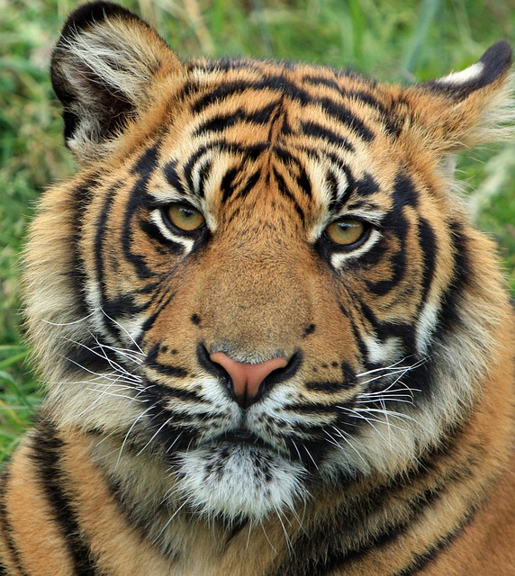 老虎 动物 野生动物 - 上的免费照片