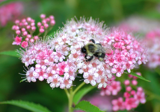 蜜蜂 花 自然 - 上的免费照片