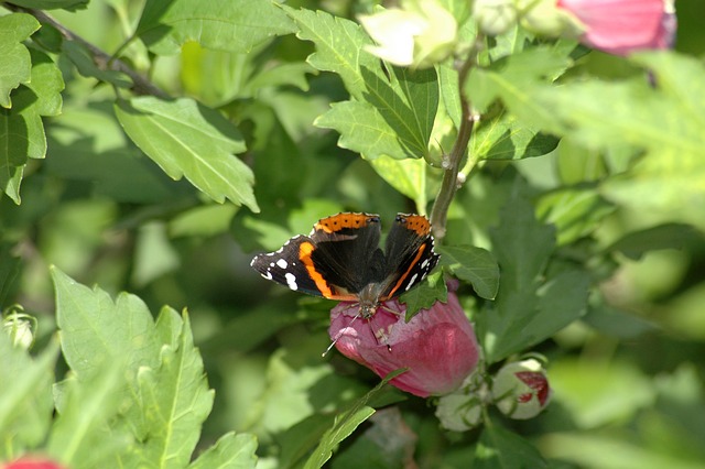 蝴蝶 自然 花 - 上的免费照片
