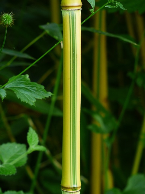 竹子 茎 绿色 - 上的免费照片