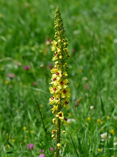 黑色 Mullein Verbascum 胡椒 黑暗 - 上的免费照片