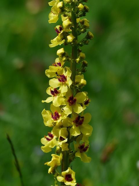 黑色 Mullein Verbascum 胡椒 黑暗 - 上的免费照片