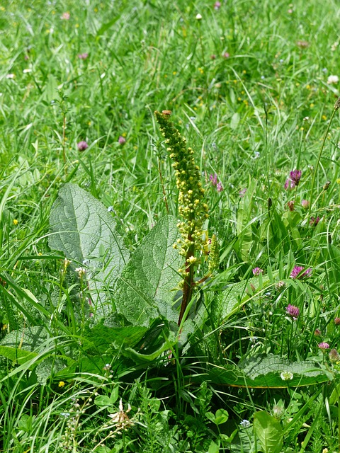 黑色 Mullein Verbascum 胡椒 黑暗 - 上的免费照片