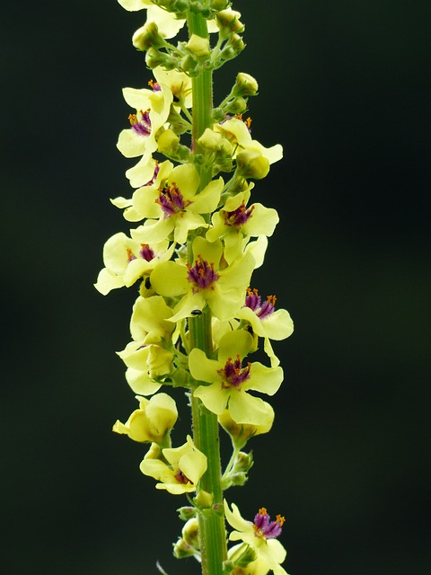 黑色 Mullein Verbascum 胡椒 黑暗 - 上的免费照片