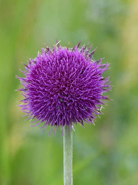 Cirsium 花 蓟 - 上的免费照片