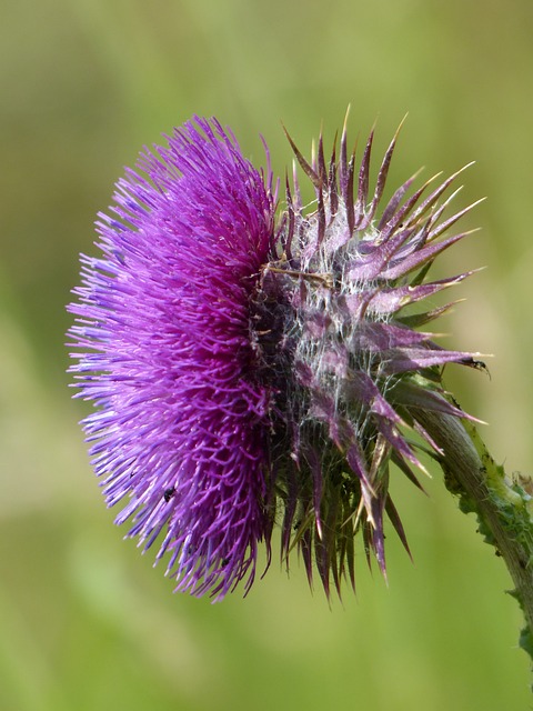 Cirsium 花 蓟 - 上的免费照片