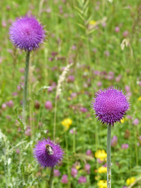 Cirsium 花 蓟 - 上的免费照片