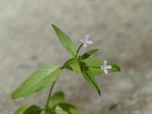 Epilobium Parviflorum 开花 小的 - 上的免费照片