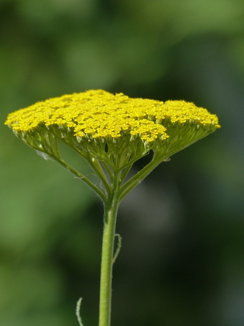 Fernleaf 花 开花 - 上的免费照片