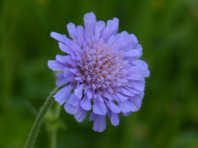 外地 Scabious 开花 尖花 - 上的免费照片