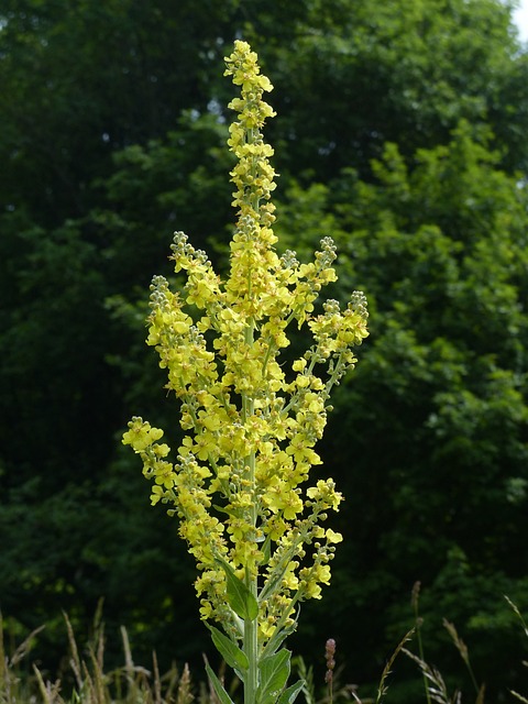 花 大花 Mullein 毛蕊花 Verbascum - 上的免费照片