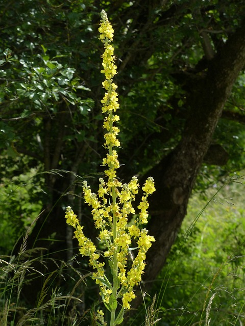 花 大花 Mullein 毛蕊花 Verbascum - 上的免费照片