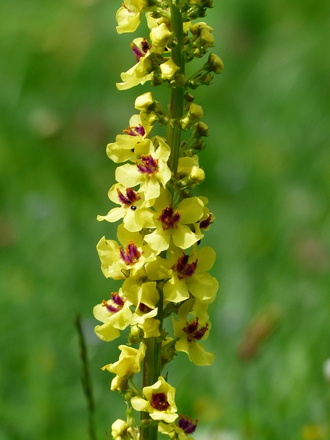 开花 黄色 黑色 Mullein Verbascum - 上的免费照片