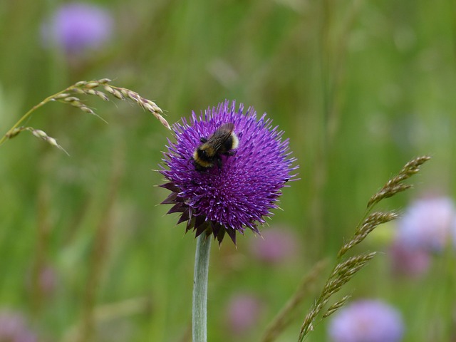 熊蜂 授粉 Cirsium 花 - 上的免费照片