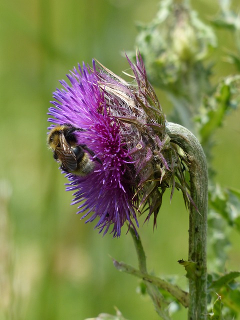 熊蜂 授粉 Cirsium 花 - 上的免费照片