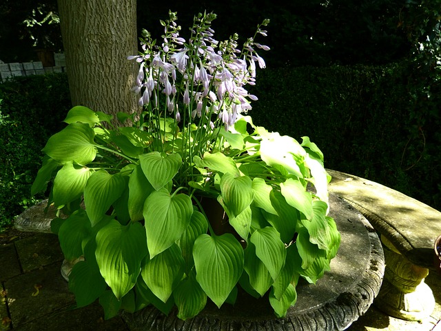 牧歌 花园长凳 植物 - 上的免费照片