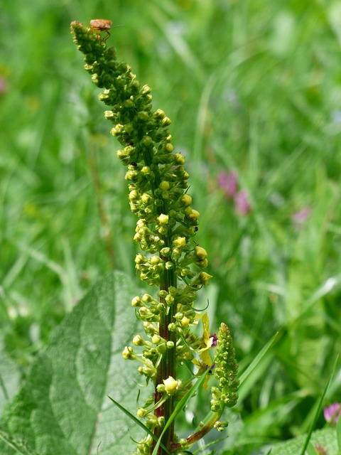 花序 黑色 Mullein Verbascum 胡椒 黑暗 - 上的免费照片