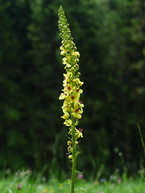 花序 黑色 Mullein Verbascum 胡椒 黑暗 - 上的免费照片