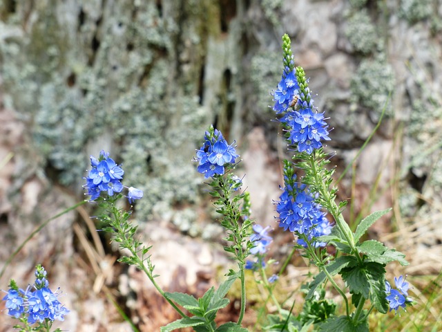 大斯皮德韦尔 维罗妮卡 Teucrium 开花 - 上的免费照片