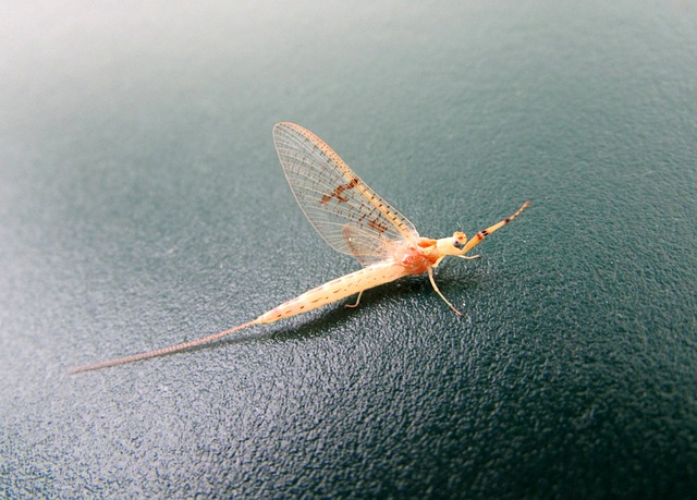 昆虫 蜉蝣 动物 - 上的免费照片