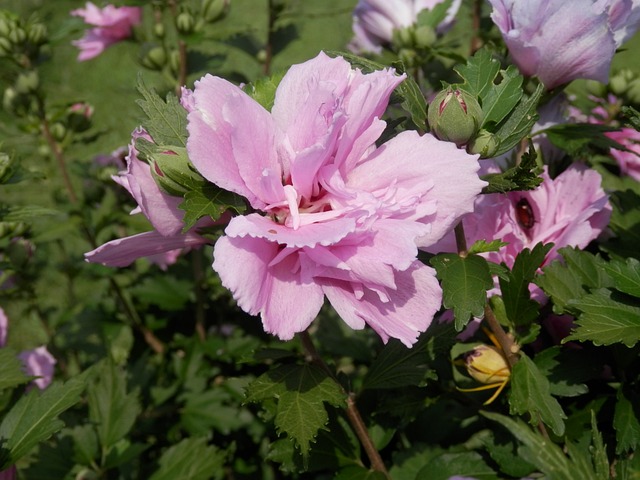 木槿 沙仑的玫瑰花 花 - 上的免费照片