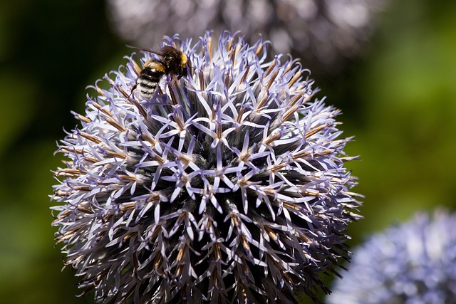 Echinops 复合材料 植物群 - 上的免费照片