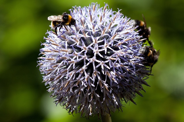 球蓟 Echinops 复合材料 - 上的免费照片