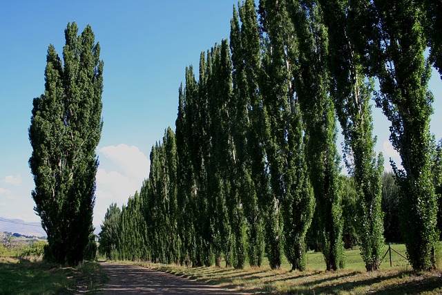 Clarens 农村 一排排的树木 公路沿线的树木 - 上的免费照片