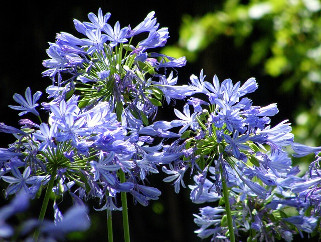 花朵 Agapanthus 花丝 - 上的免费照片