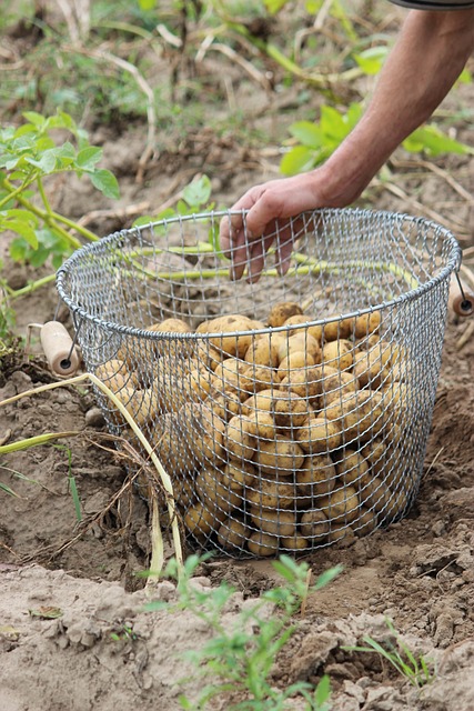 生物 土豆 收成 - 上的免费照片