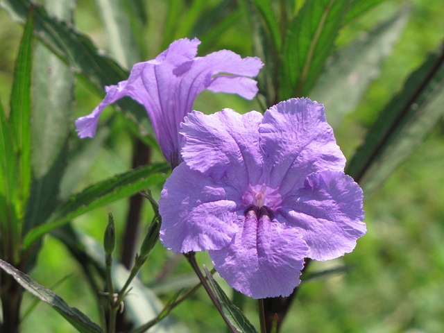 墨西哥人 矮牵牛 花朵 - 上的免费照片