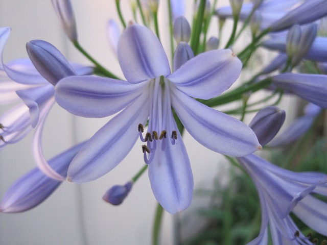 Agapanthus 花 蓝紫色 微妙的色彩 - 上的免费照片