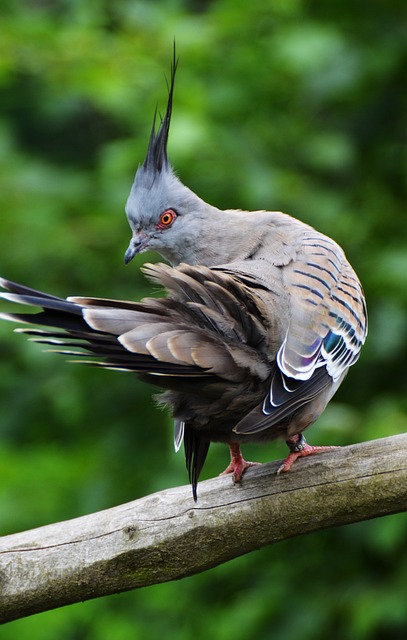 鸽子 鸟 动物 - 上的免费照片