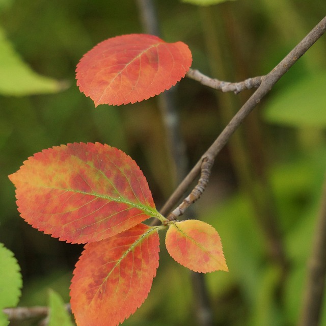 秋天 红色的叶子 阿罗尼亚 - 上的免费照片